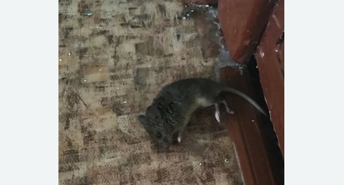 Дезинфекция от мышей в Нахабино